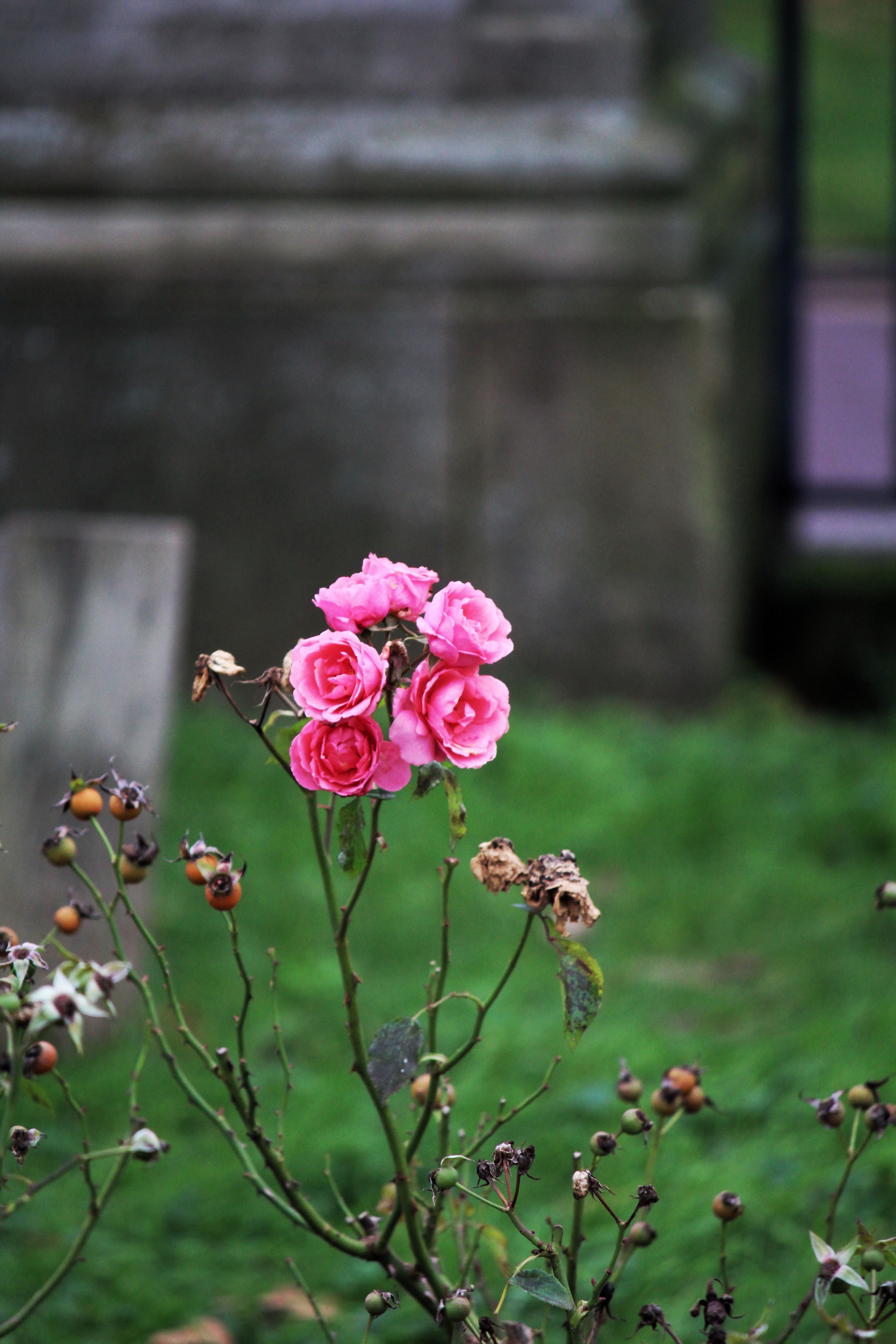 [ColoSach]-beautiful-pink-roses-bloom-amidst-green-foliage,-showcasing-nature's-delicate-charm.