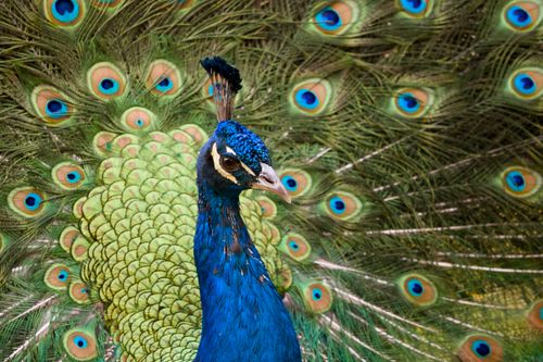 Free Close-up of a vibrant peacock showcasing its stunning feather display in Fresno. Stock Photo