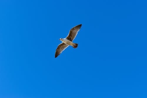 Free stock photo of bird, blue skies, feather