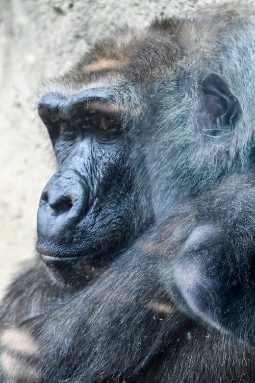 Free stock photo of animal, behind the glass, gorilla