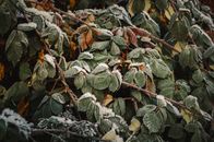 A close-up of frosted leaves with a warm sunlight glow, showcasing early winter beauty.