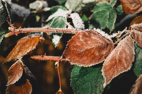 Free Detailed view of frost-covered autumn leaves on branches, capturing the essence of winter's arrival. Stock Photo