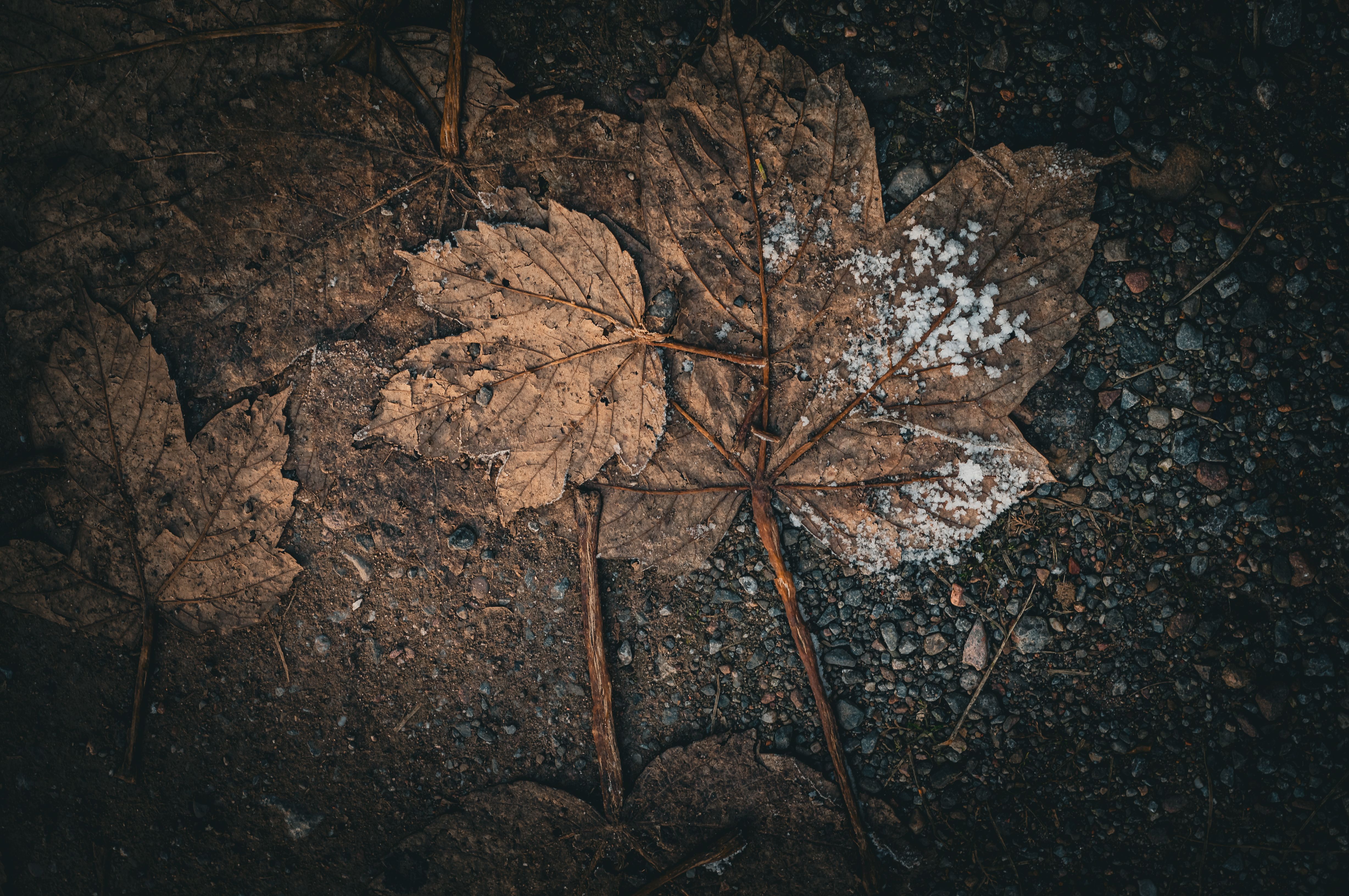 Fallen maple leaves scattered on bare ground, partly covered with patches of white fungal growth