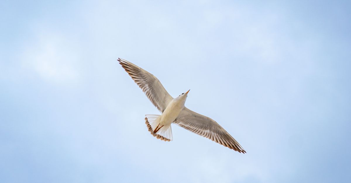 A seagull flying gracefully in the open sky emphasizes freedom and peace.