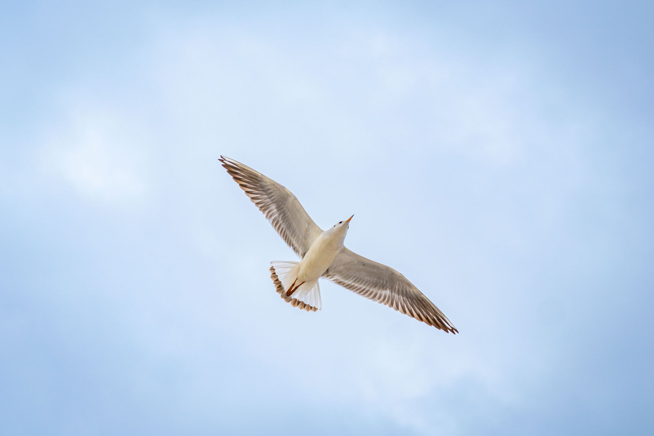 laridae, 가벼운, 갈매기, 고요함, 구름, 깃털, 날개, 날개 길이, 날으는, 노천, 동물, 떠 있는, 맑은 하늘, 블루 ...
