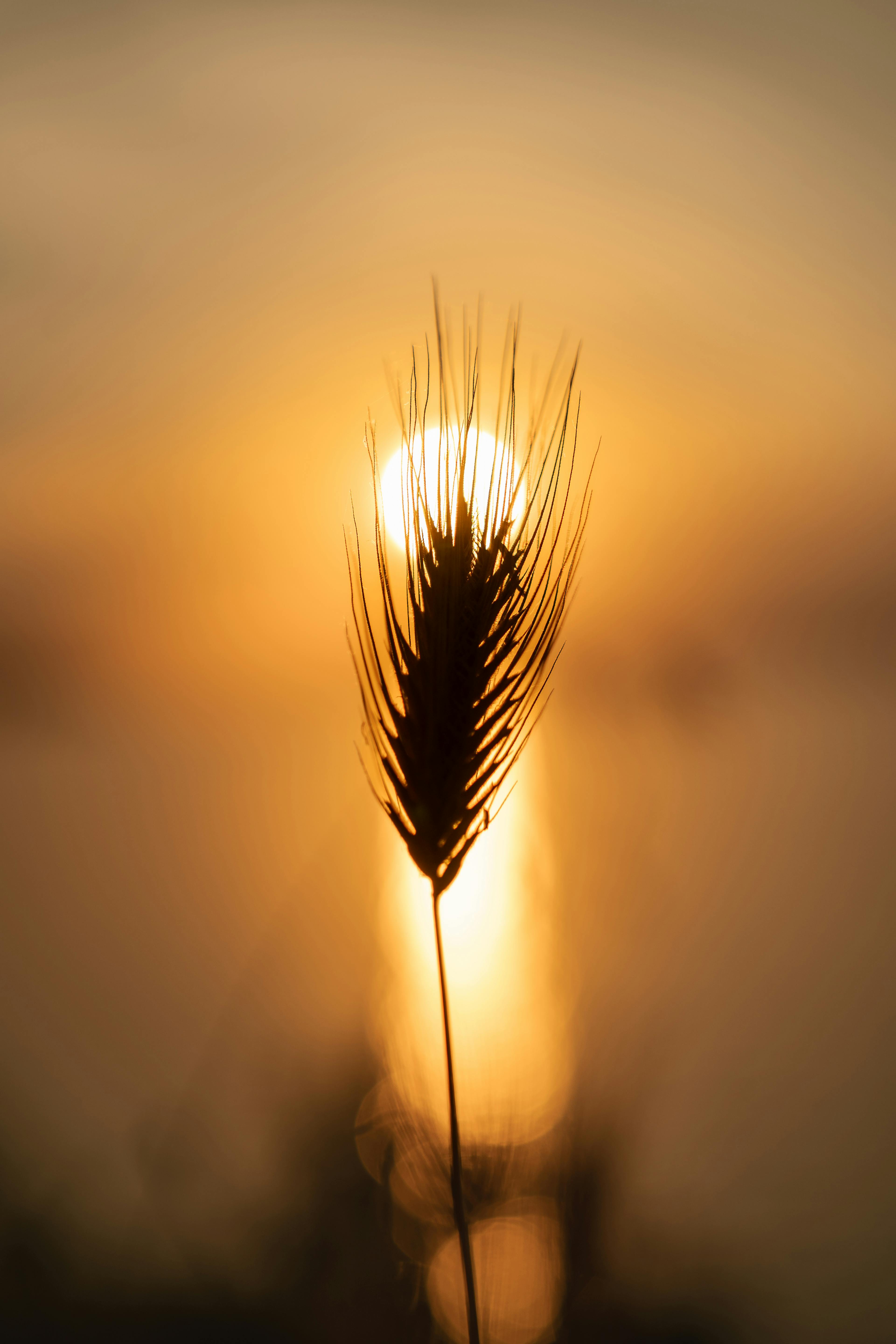 silhouette of wheat against a golden sunset