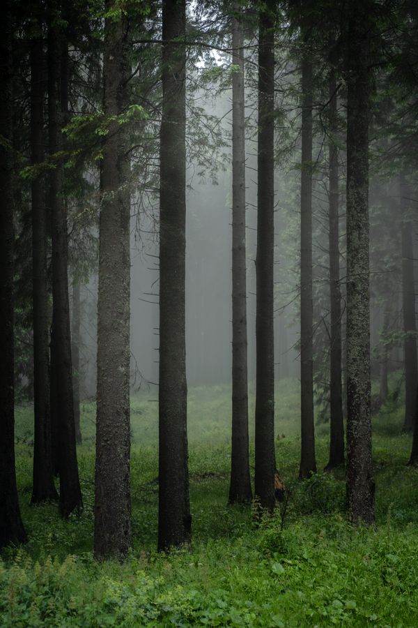 Tall trees rising out of green undergrowth — photo by Iulian Sandu on Pexels