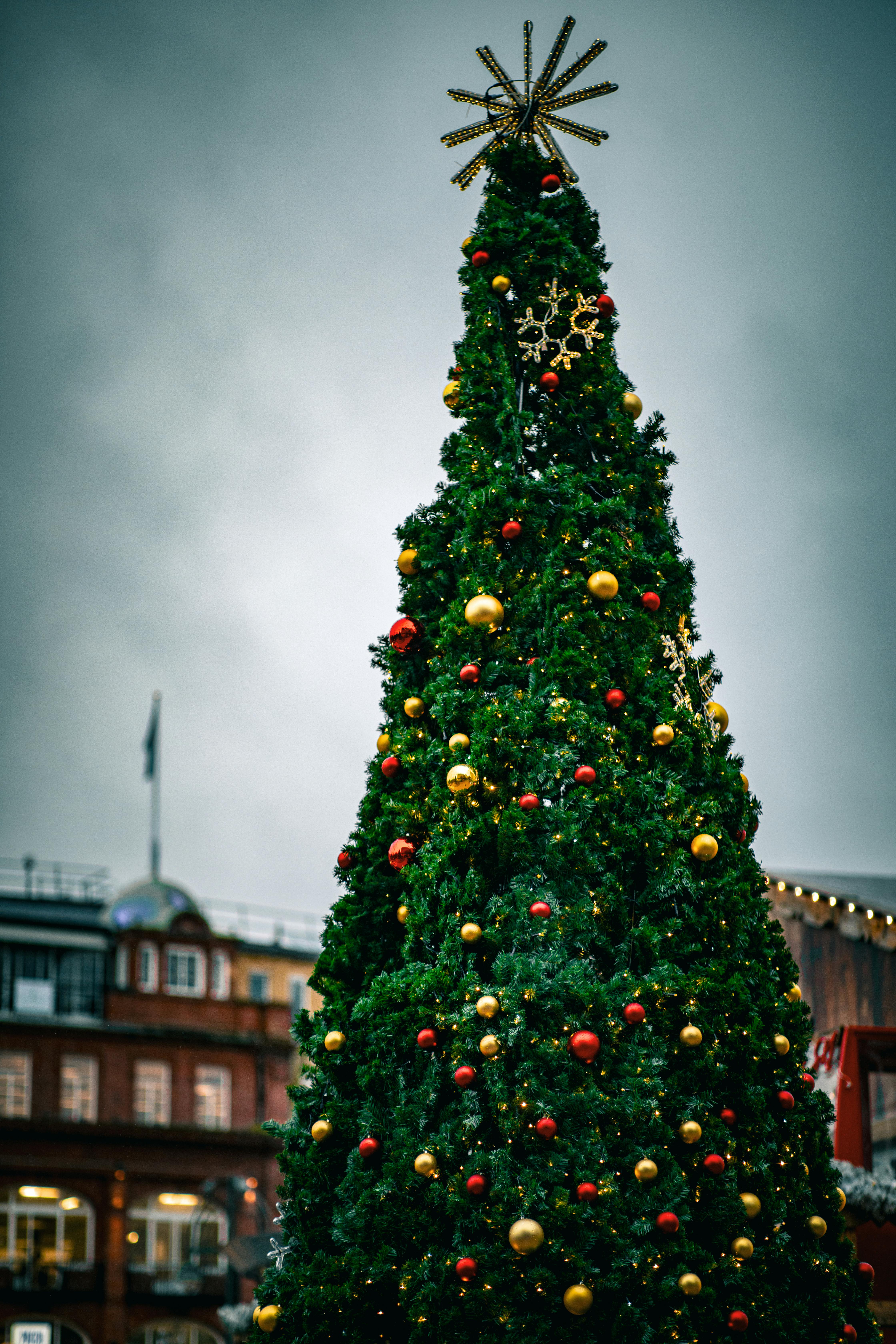 majestic christmas tree in bournemouth town square