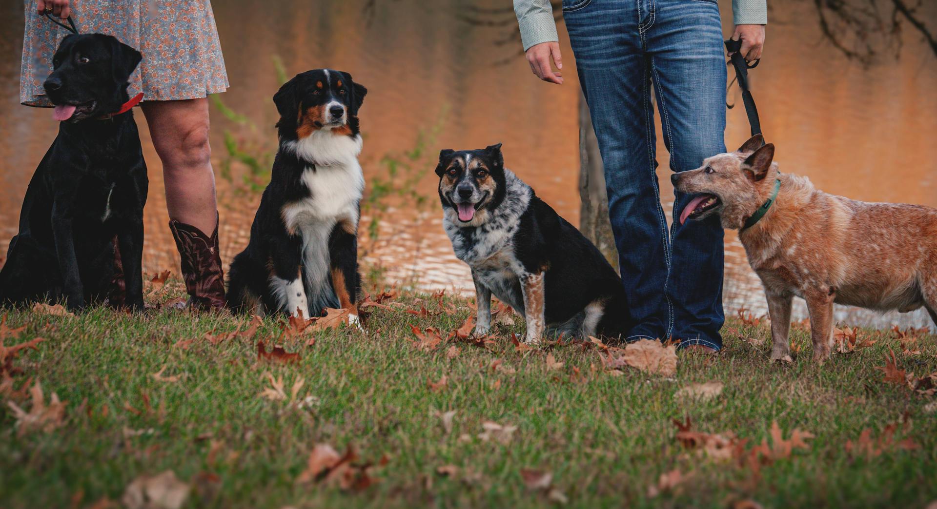 Four dogs sitting on grass with their owners in fall. Scenic and relaxed atmosphere.