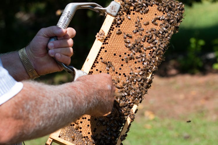 A Person Holding A Hive Frame