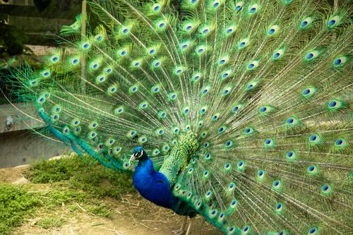Free A majestic peacock showcasing its vibrant, colorful feathers in an outdoor setting. Stock Photo