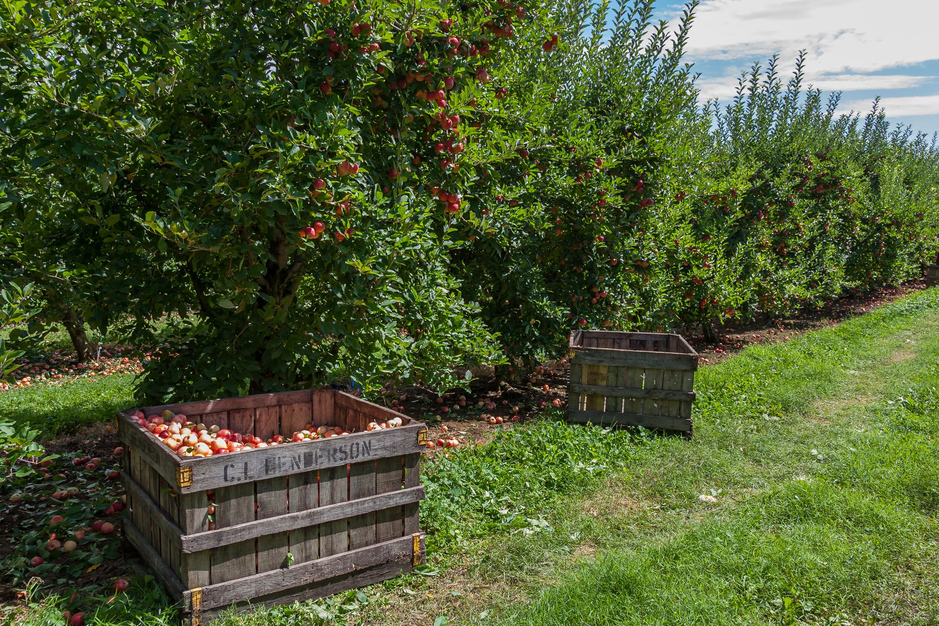 What's Happening to the Apples in Washington State?