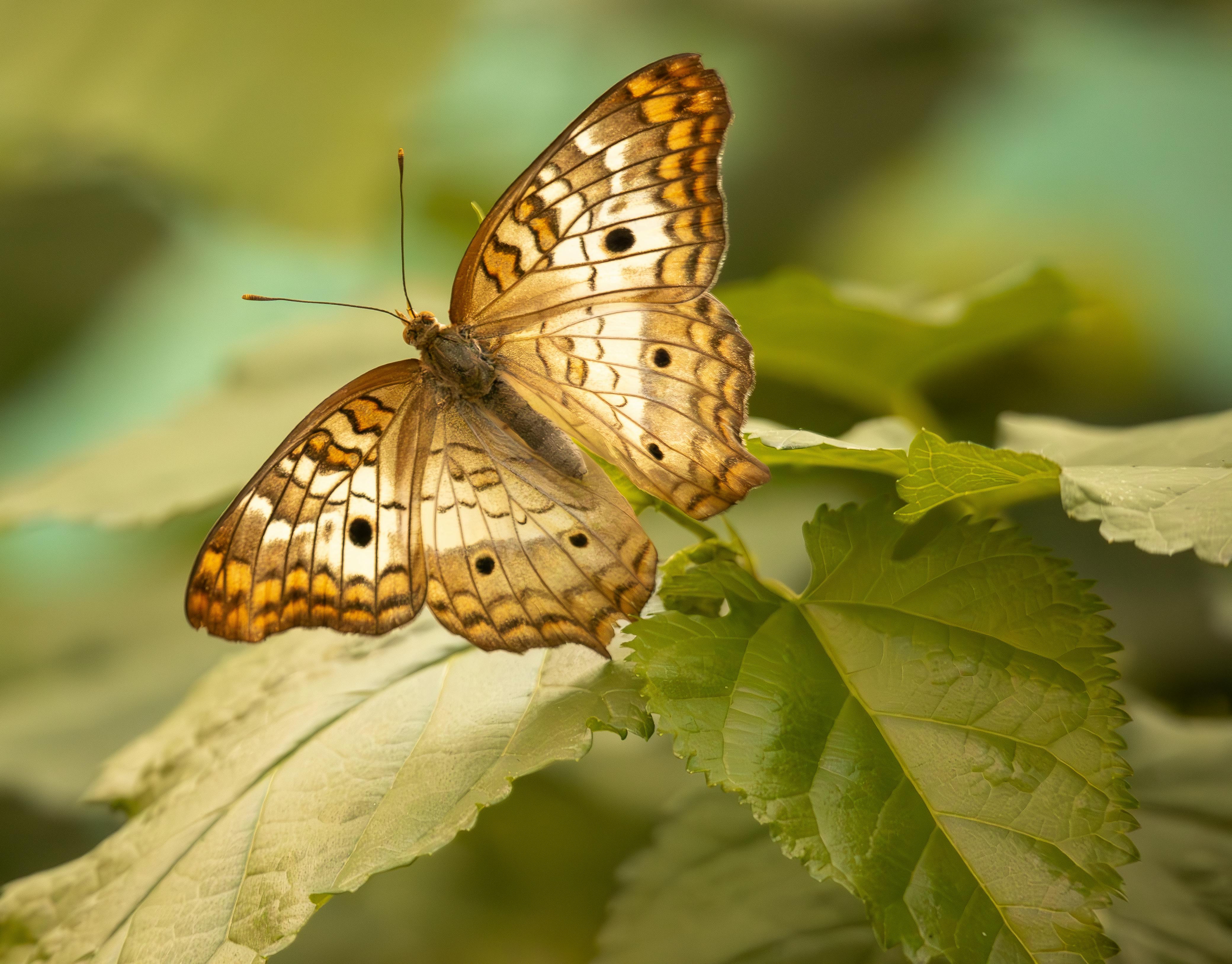 Beautiful butterfly perched on vivid green leaves in natural sunlight capturing the delicate patterns and colors.