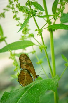 A beautiful glasswing butterfly perched on vibrant green leaves in Boston, showcasing nature's delicate artistry.