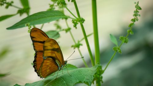Free Orange butterfly resting on a green leaf in a Boston garden, showcasing natural beauty and tranquility. Stock Photo