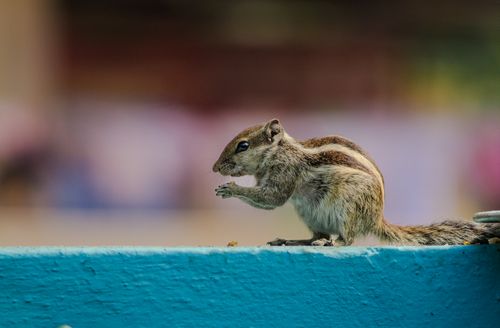 Free A detailed look at an Indian Palm Squirrel balancing on a blue wall outdoors. Stock Photo