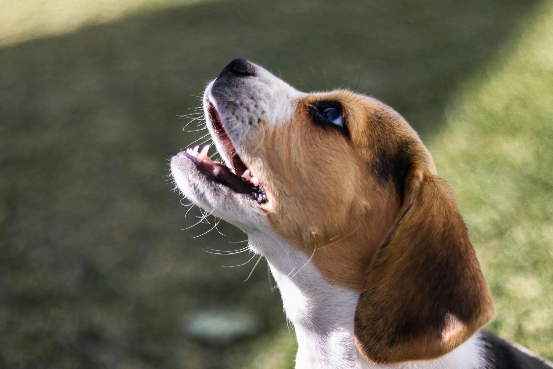 En närbild av en söt beagle valp med munnen öppen och tittar uppåt i en solig utomhusmiljö.