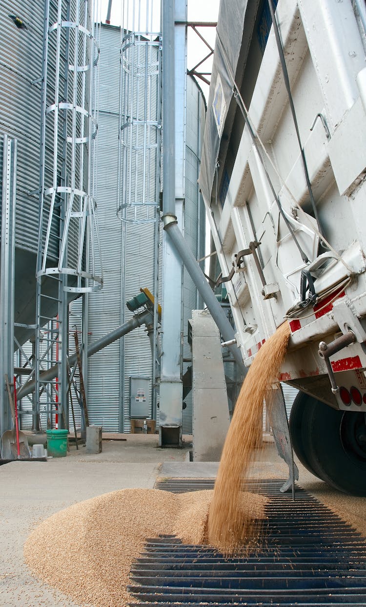 A Truck Dumping Grains For Storing