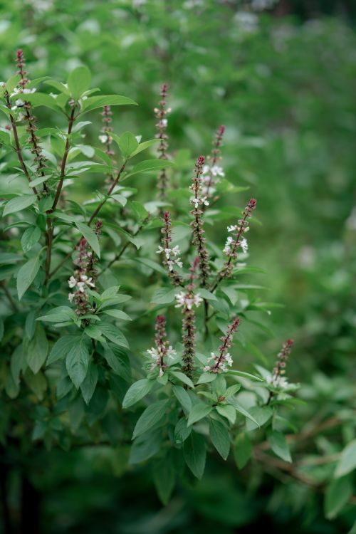 Free Close-up of green basil plant with flowering spikes in a garden setting. Stock Photo