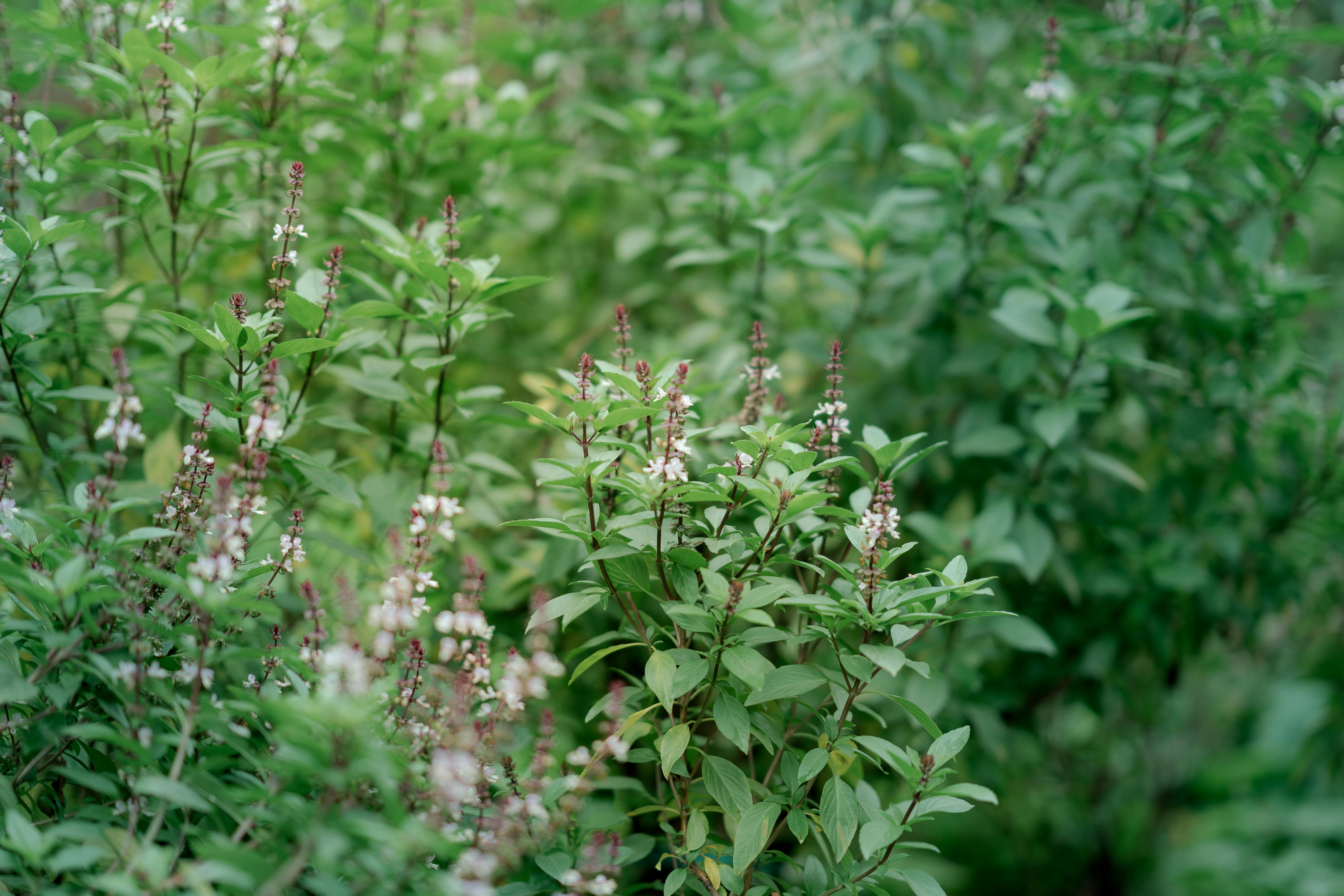 Close-up view of a dense green Ocimum basilicum, commonly known as basil, in a garden setting.