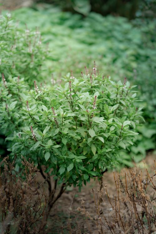 Free Bright and lush basil plant in a garden setting showcasing vibrant green leaves. Stock Photo