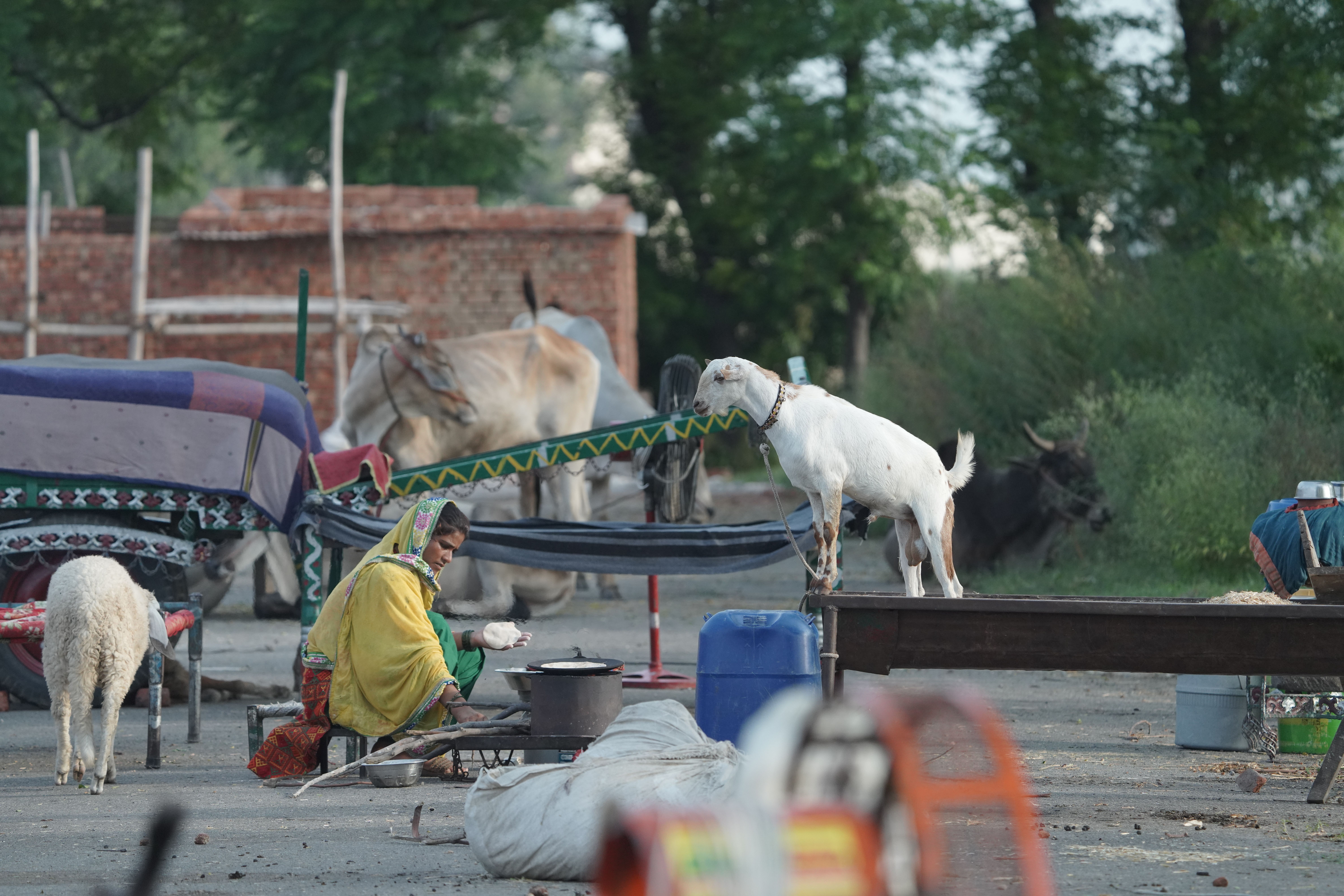 rural life with woman and farm animals outdoors