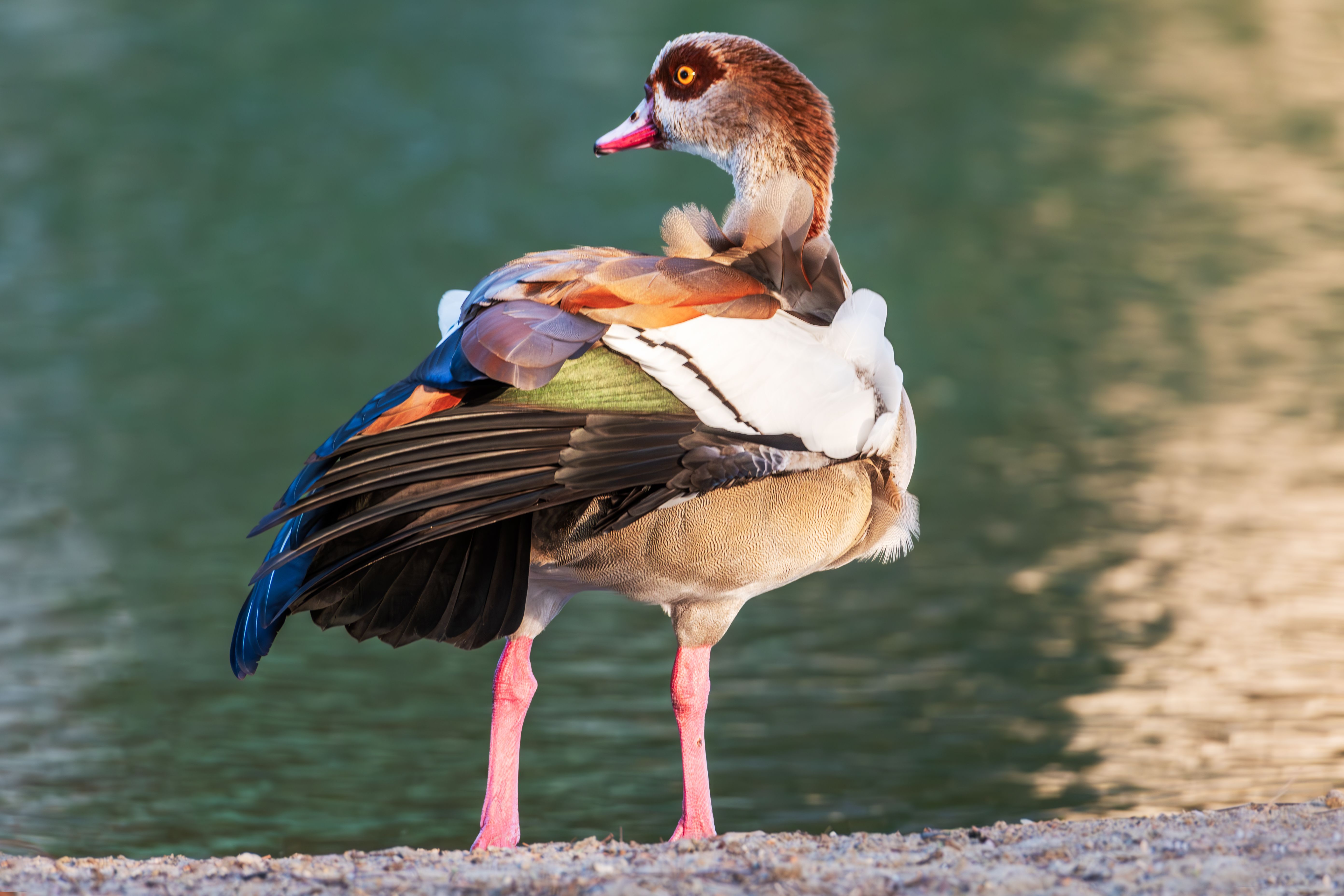 Colorful Egyptian Goose by the Water · Free Stock Photo