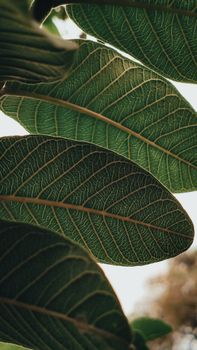 Detailed close-up image of lush green leaves showcasing intricate vein patterns, ideal for nature themes.