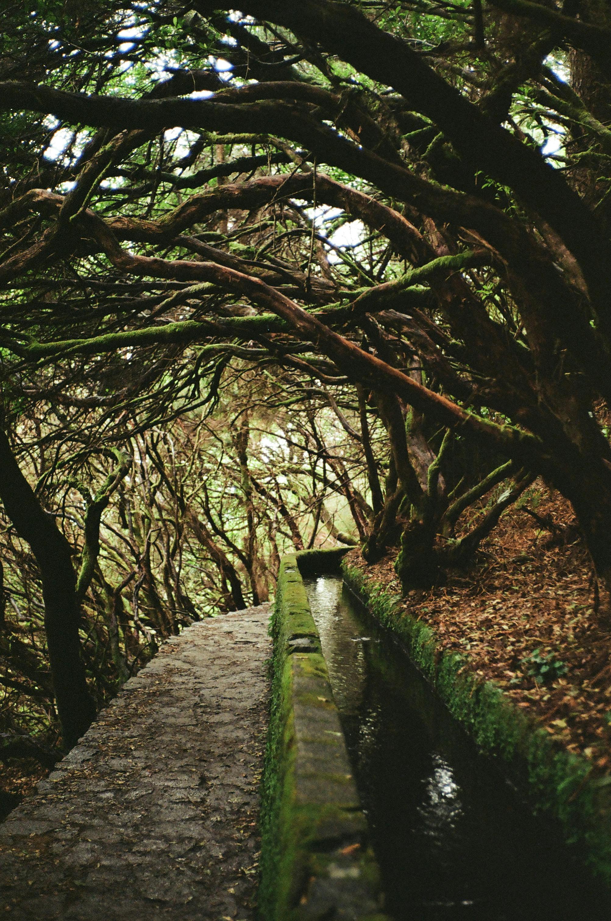 Scenic levada trail under lush canopy in Madeira's enchanting forest.