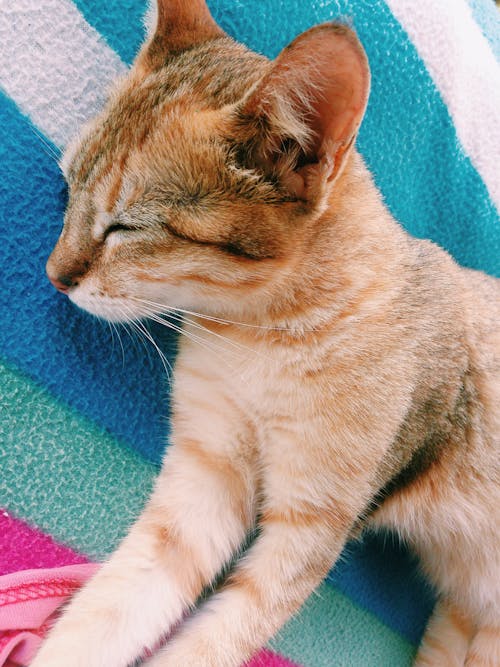 Free stock photo of cat, pet Stock Photo