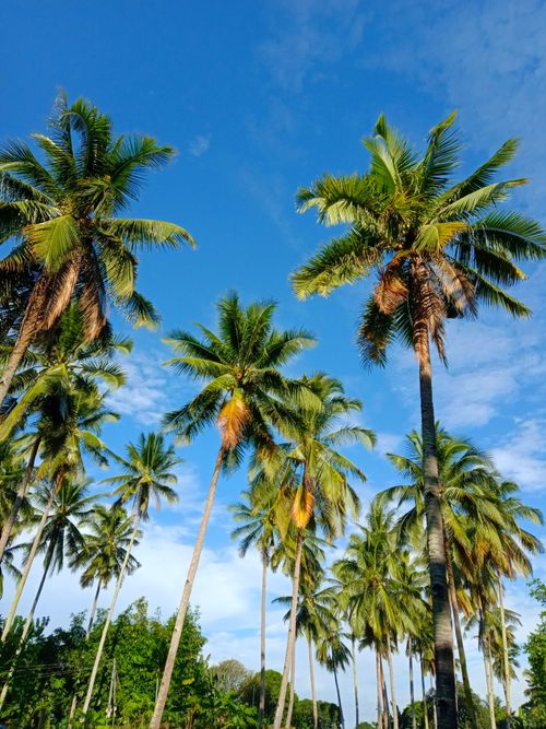 Free Captivating view of tall palm trees against a vivid blue sky in a tropical paradise. Stock Photo