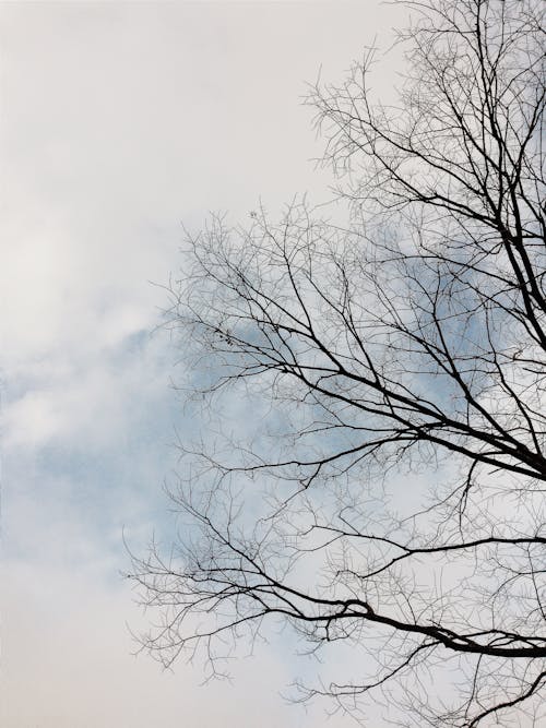 Free stock photo of bare trees, beauty in nature, clear sky Stock Photo