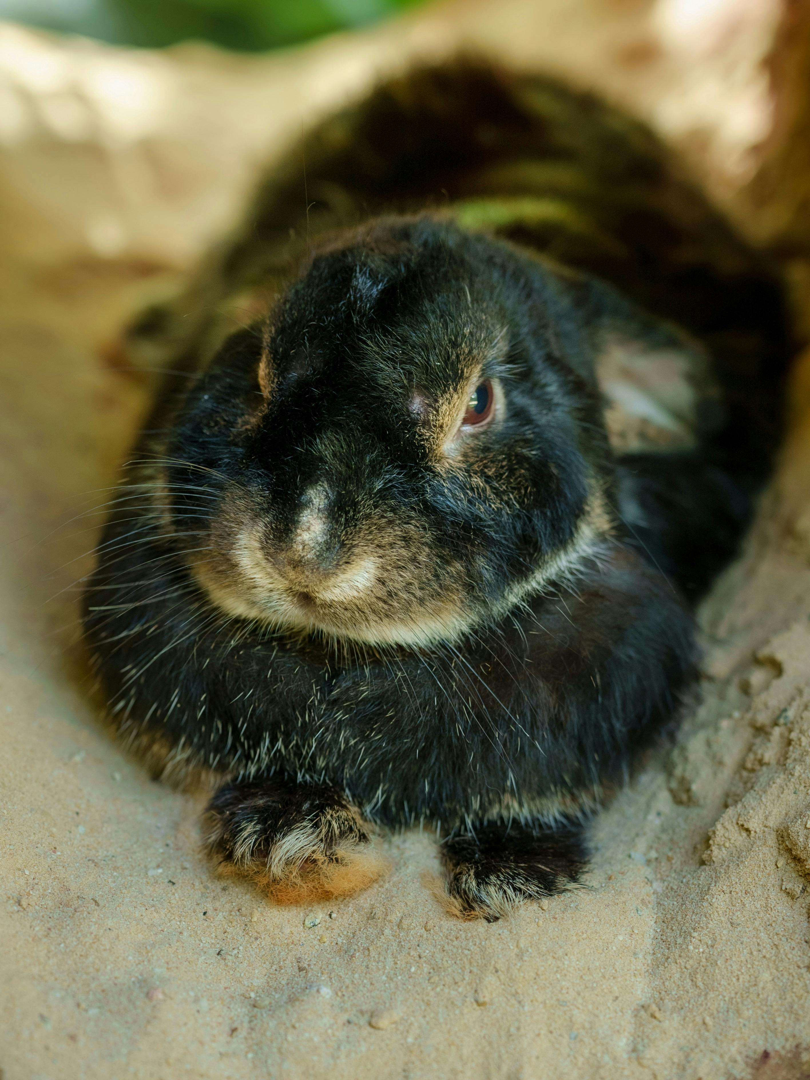 Miễn phí Hình ảnh cận cảnh chi tiết một con thỏ đen đang nằm, cho thấy rõ kết cấu lông của nó. Ảnh lưu trữ