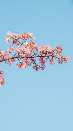 spring background