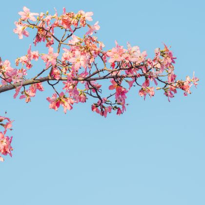 spring background