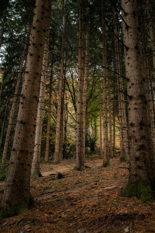 Free Explore the tranquil beauty of a lush forest path in Čajniče, Bosnia, perfect for nature lovers and hikers. Stock Photo