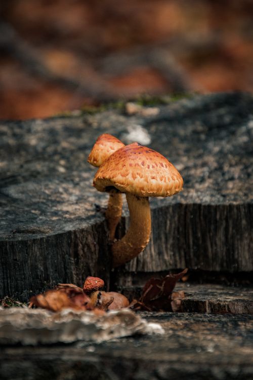 Free Organic mushroom growth captured on a weathered tree stump in a lush forest setting. Stock Photo