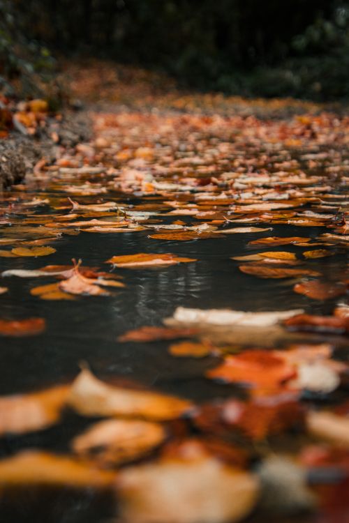 Free Autumn leaves floating in a tranquil waterway, capturing a moody fall ambiance in Čajniče, Bosnia. Stock Photo