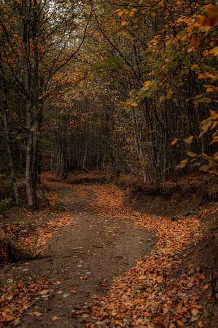 Experience the mystical autumn ambiance of a forest path in Čajniče, Bosnia and Herzegovina.