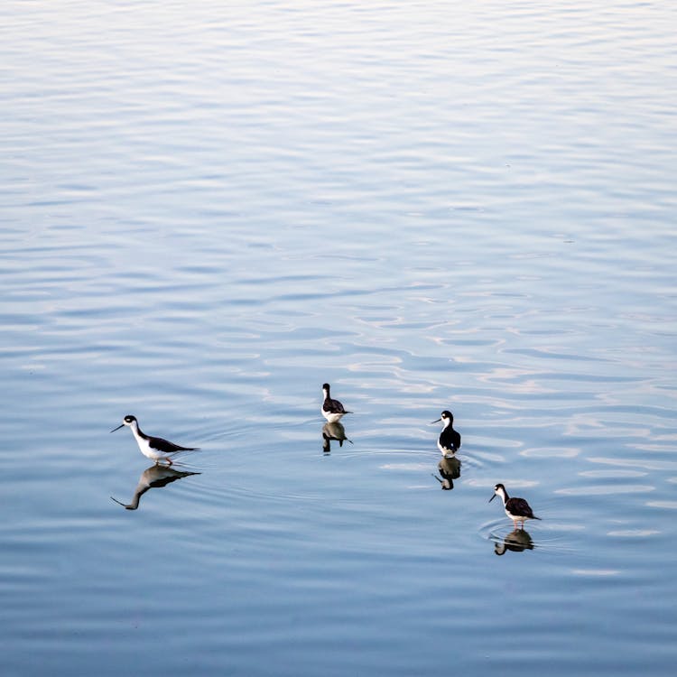 Free stock photo of birds, early morning, free