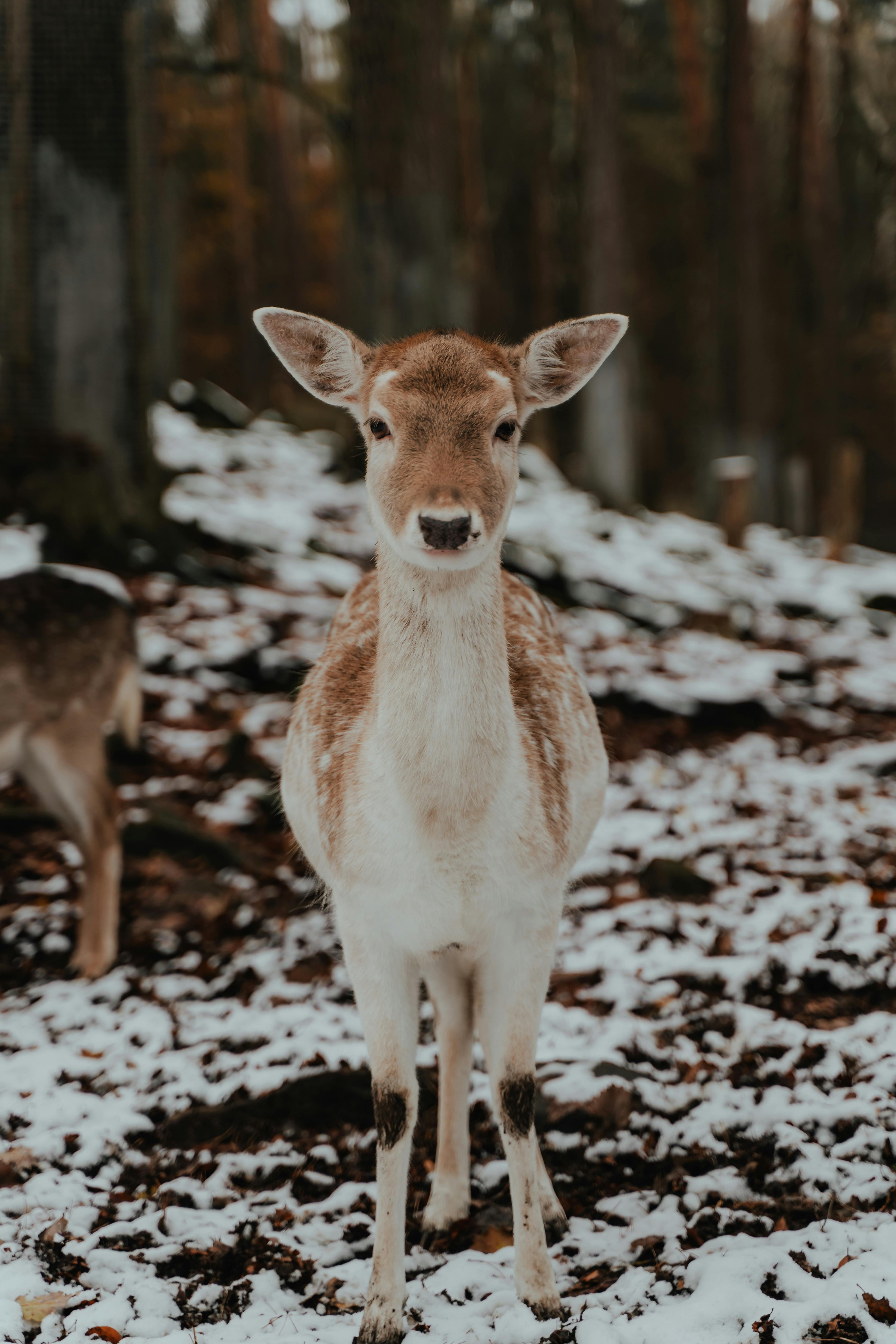 Close-up of a fallow deer standing in a snowy forest, capturing winter wildlife in nature.
