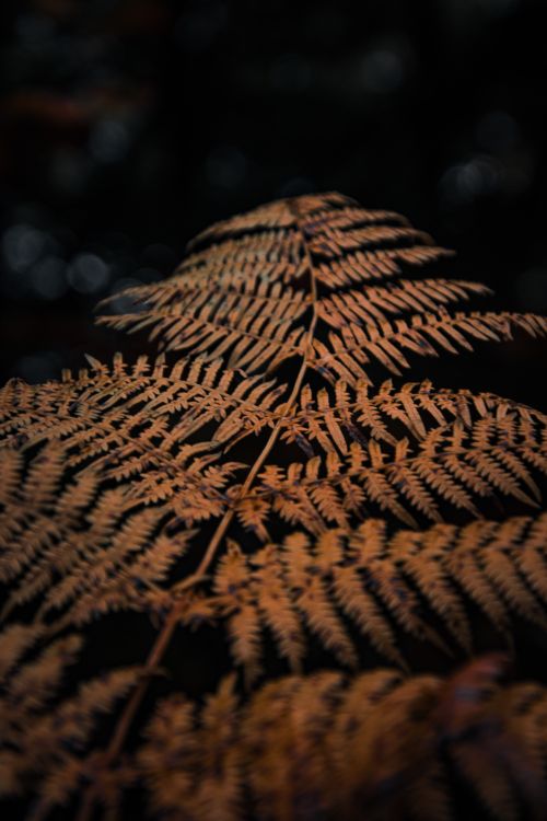 Free Capture of a fern leaf highlighting intricate patterns and mood. Ideal for nature themes. Stock Photo