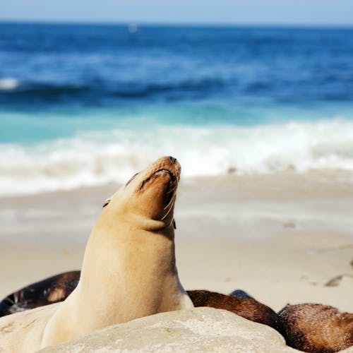 Anjing Laut Coklat Di Tepi Laut