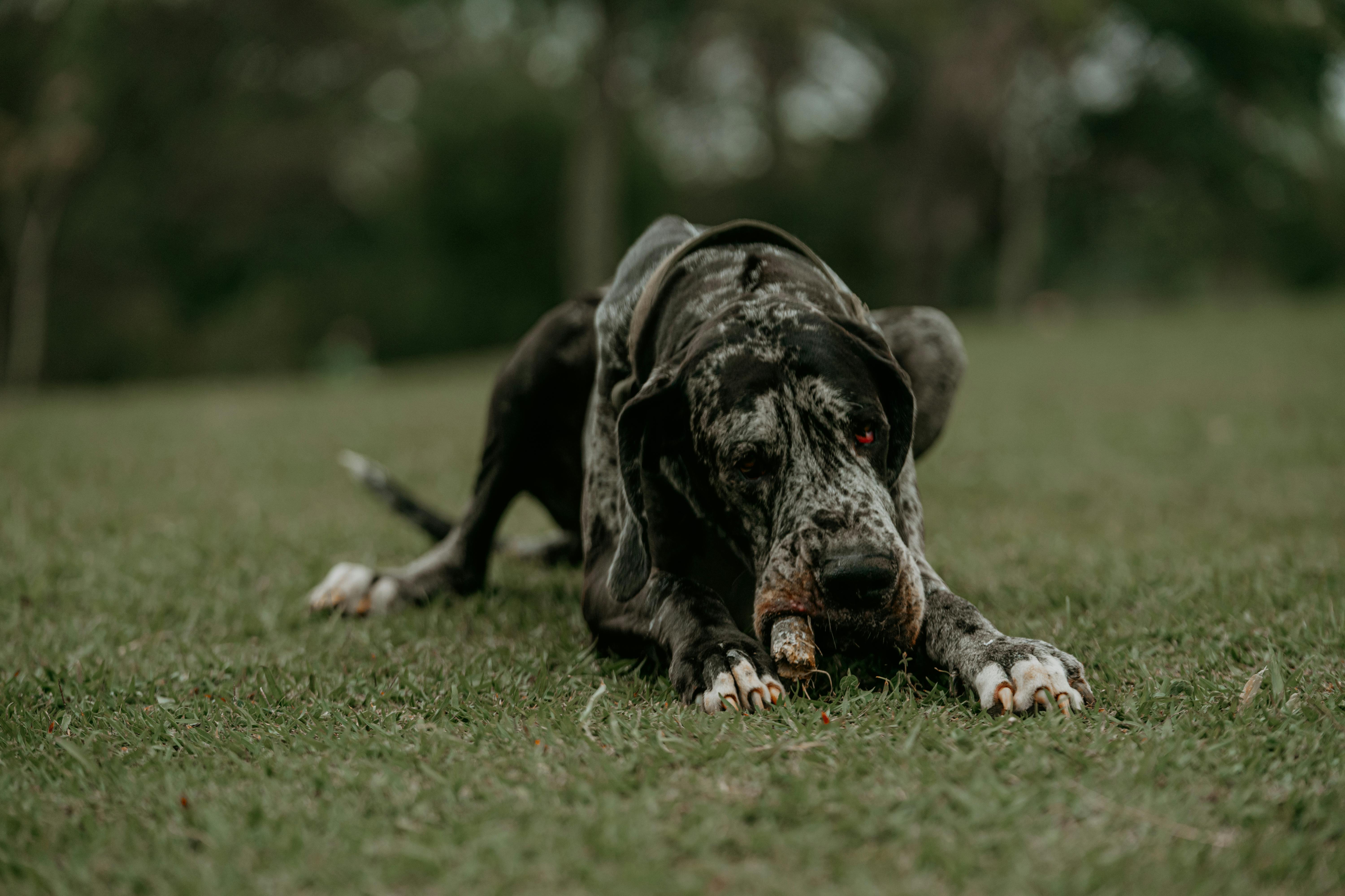 A Great Dane lying on the grass with a playful expression in an outdoor setting.