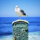 阳光明媚，海鸥栖息在背景为海洋的救生员看台上