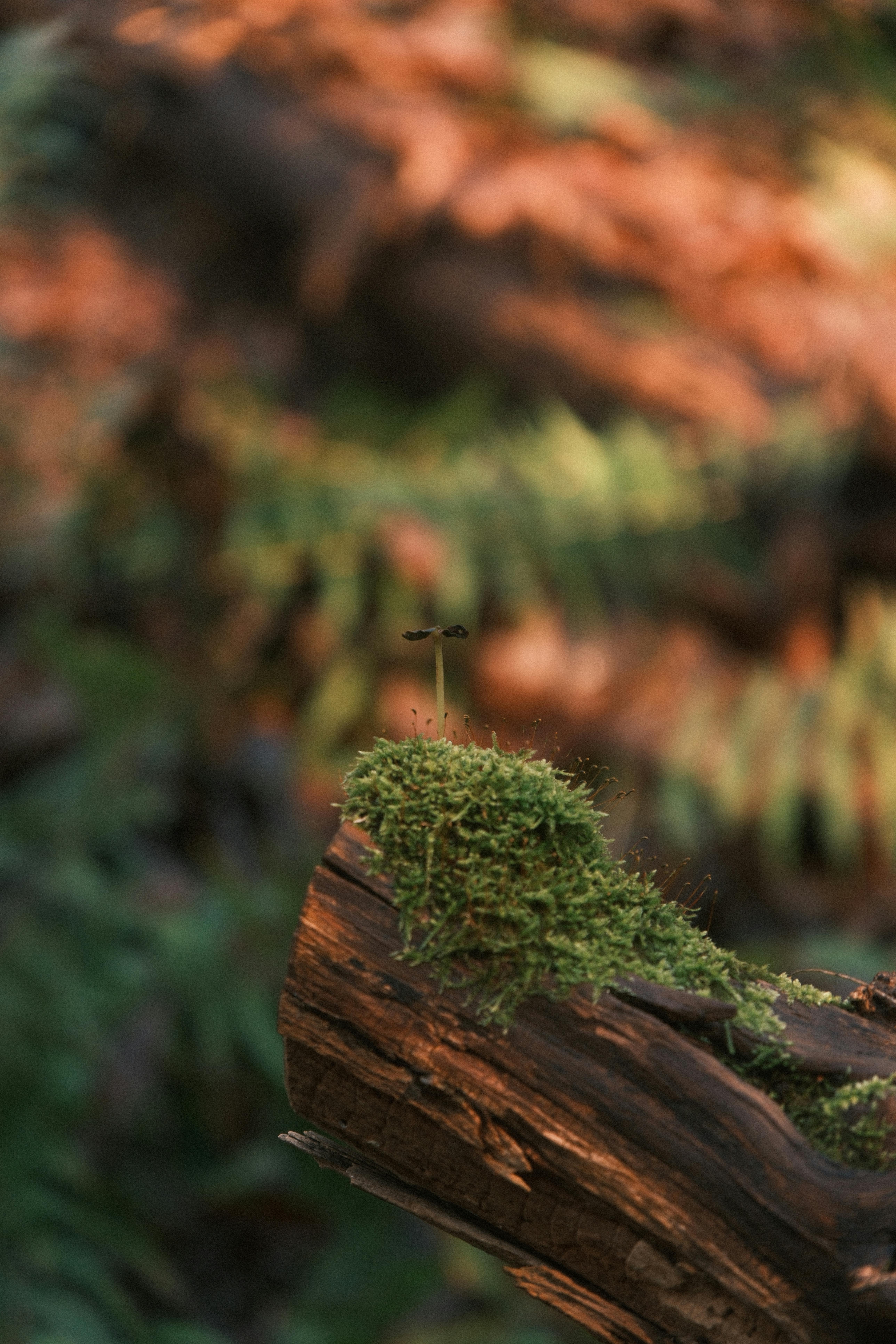 mossy log with dragonfly in forest