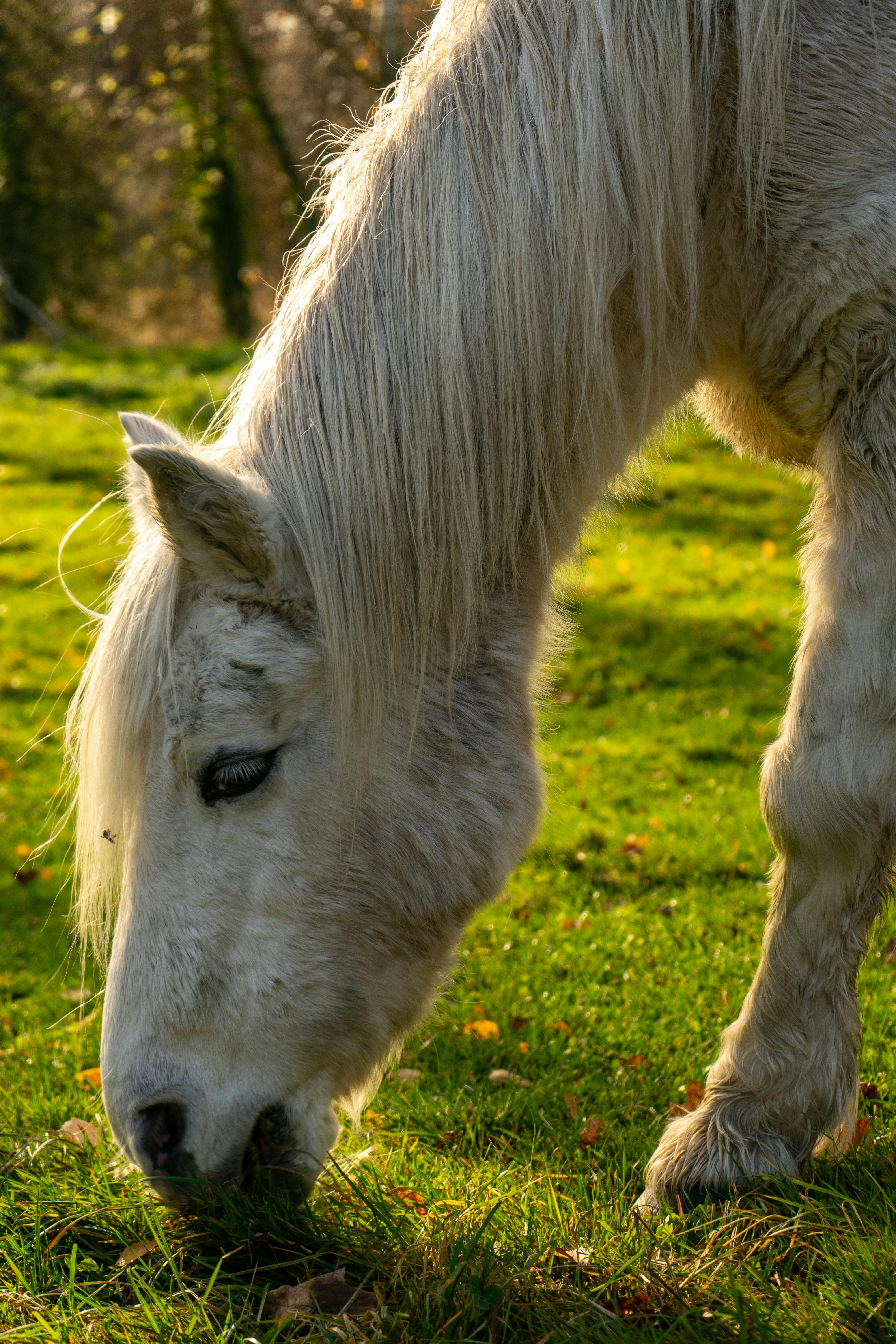 white horse grazing in lush green meadow