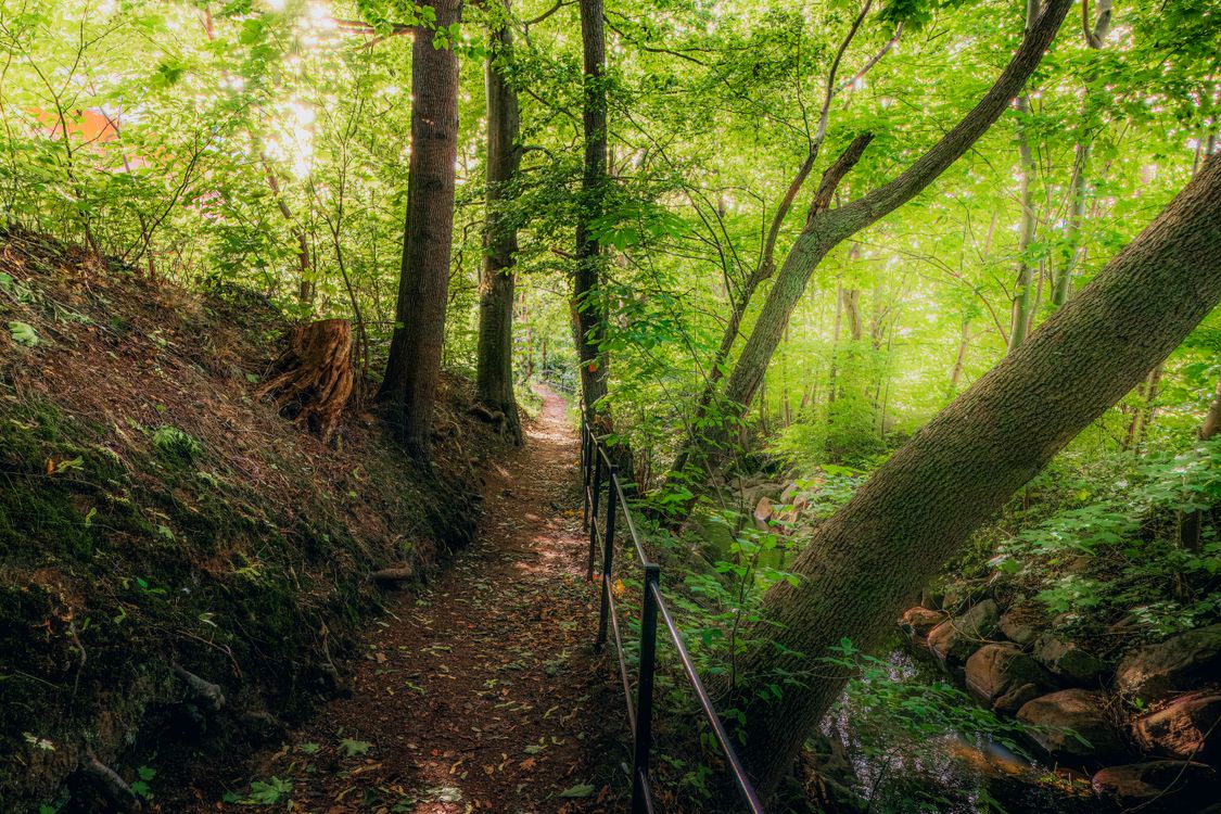 Serene Forest Path In Sk ne Sweden Free Stock Photo serene-forest-path-in-sk-ne-sweden-free-stock-photo