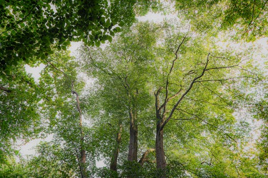 Immagine gratuita di abbaiare, alberi, ambiente
