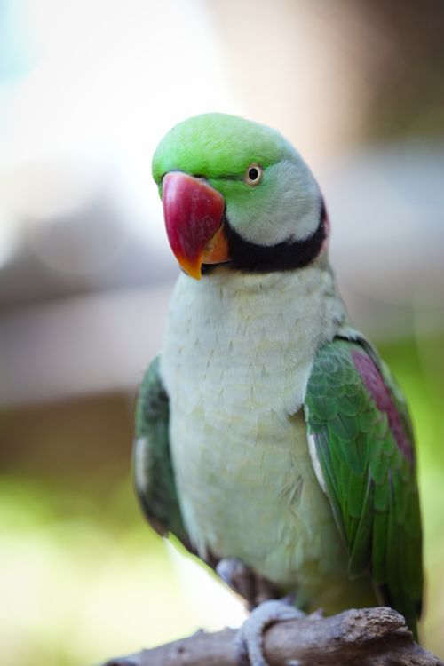 Free A vibrant parrot perched outdoors at the Dubai Zoo, showcasing its colorful plumage. Stock Photo